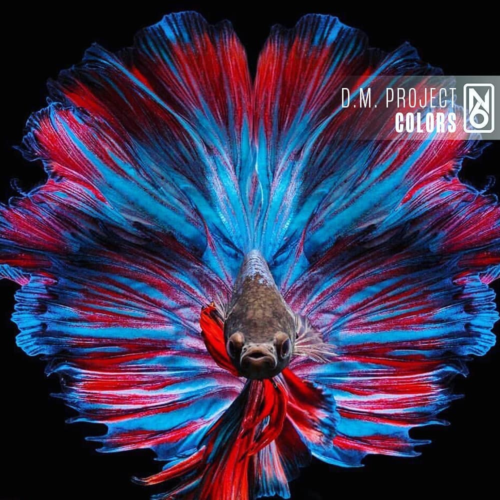 D.M. Project (NODE009)
